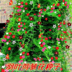 ����ǻ��N�����~�\�}����ֲ���ļ��L��N�ѻ����̨ͥԺ�����׷N