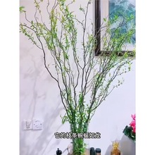 室内水培绿植龙柳鲜枝盆栽花卉观叶净化空气好养活客厅四季可养