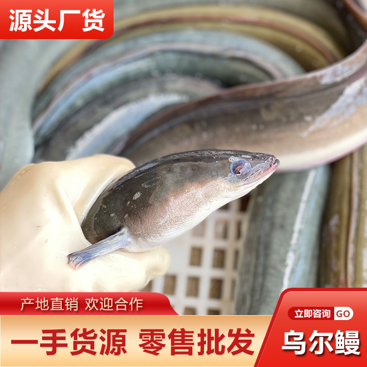 Fresh Live Eel Quick-Frozen Wholesale Black Fish Eel Sea Eel Japanese Eel Rice Barbecue Catering Supply