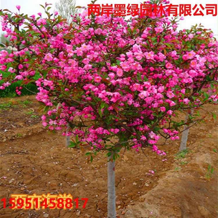 Саженцы Бегонии с высоким стеблем Сифу Бегония плачущая Бегония Североамериканская Бегония дерево во дворе посадили Зеленые саженцы ландшафтных деревьев