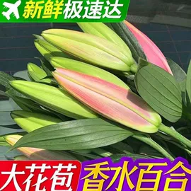 盆栽;装饰花瓶;狗狗窝/笼/垫
