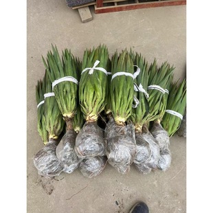 ��������Pβ�z�m�����m�ļ������ͺ�ͥԺֲ��e���h�ʾG����