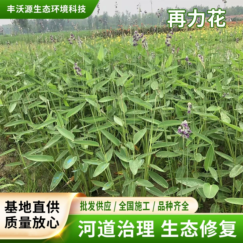 Водные растения возрождают цветы