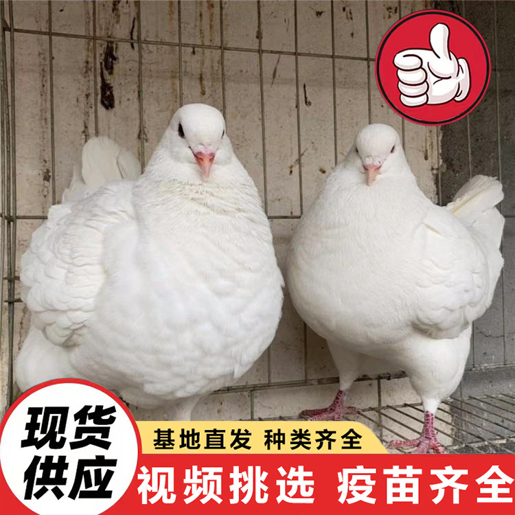 Wholesale Live Pigeon Chicks, One Male and One Female Pigeon, Yuanbao Pigeon Farm, One Pair of Live Yuanbao Pigeons