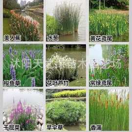 水培水生花卉美人蕉旱伞草水竹再力花黄菖蒲千屈菜苗池塘湿地植物