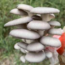 【四季种植】家庭蘑菇菌包食用菌室内蘑菇种植菌棒姬菇菌种菌菇包