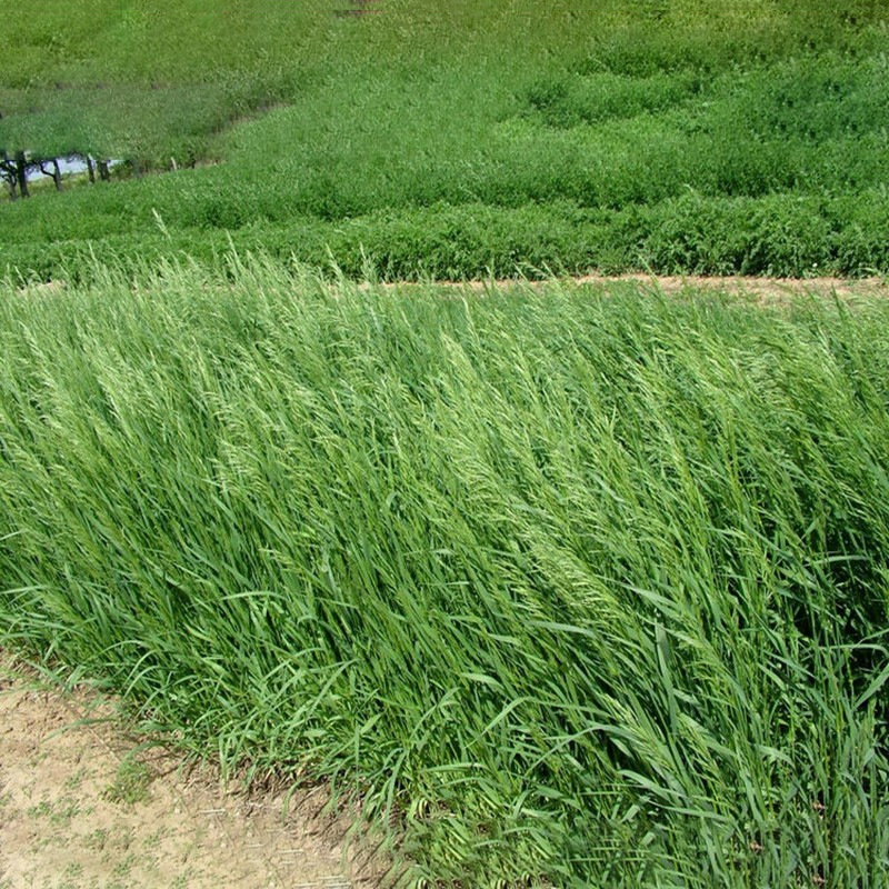 牧草种子无芒雀麦草种子南北方草籽高产优质牧草种籽耐低温四季