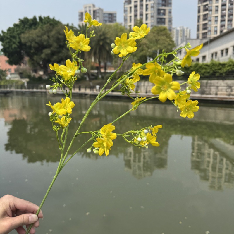 다크시아 잔꽃무늬 - 옐로우