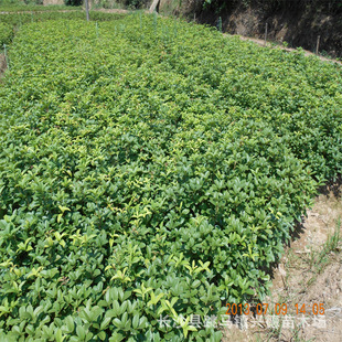 Four Seasons Osmanthus Wholesale Hunan Four Seasons Osmanthus Seedling Price Monthly Blooming Osmanthus Tree Greening Seedlings