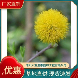 Базовые Оптовые сорта акации собственного производства, завершают проект живописного озеленения зелеными саженцами