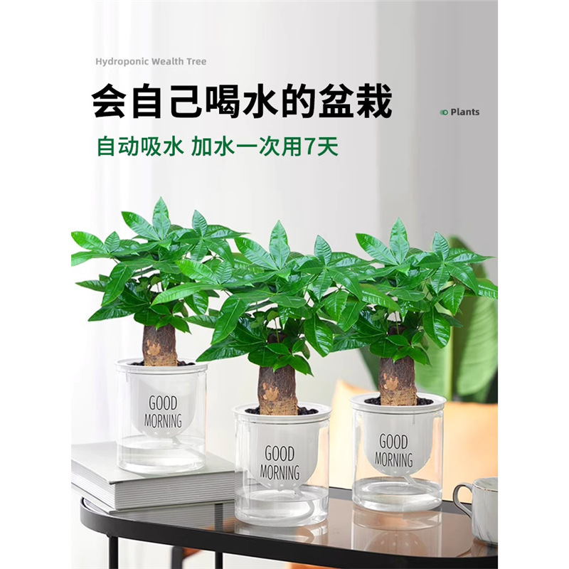 Hydroponic Money Tree Small Potted Flower Office Desktop Green Plant Living Room Prosperous House Bonsai Easy to Grow Money Tree in All Seasons