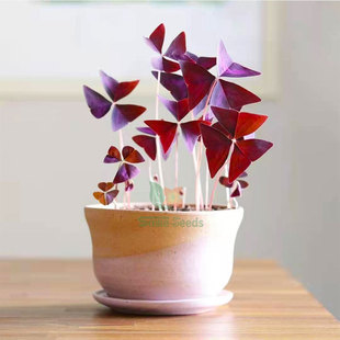Purple Leaf Sorrel Bulbs Clover Pickled Pulp Big Ball Purple Butterfly Desk Balcony Indoor Potted Florals