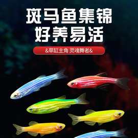 观赏鱼斑马鱼红斑马鱼糖果斑马鱼黄金斑马鱼紫金斑马小型鱼活体包