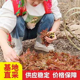 其他蔬菜;其他调味品;其他休闲食品