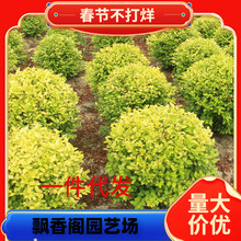 һ�����l���~Ůؑ�����e��ͥԺС�^�G��ɫ�K�G�h�@���^�����ļ�