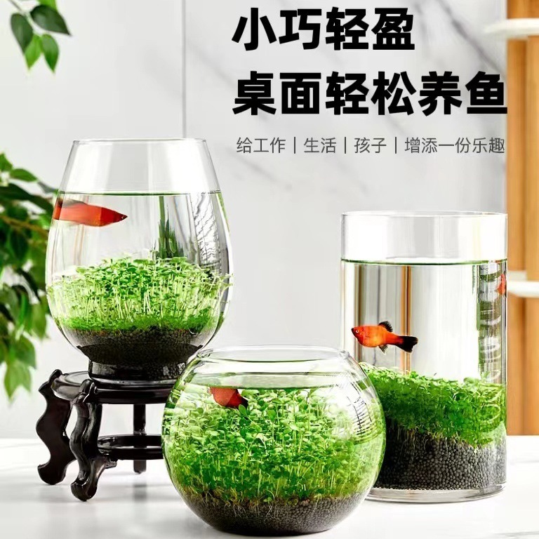 四季水草种子种籽生态微景观创意玻璃瓶水培植物造景小型鱼缸草籽