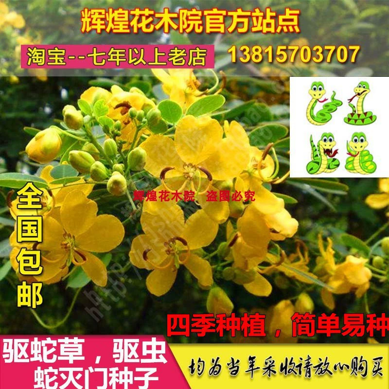Семена для уничтожения змей, семена дикой кассии, семена травы отпугивающей змей, лесные рассадные растения феникса в горшках, семена для уничтожения змей