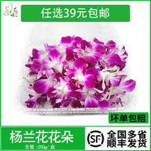 【杨兰花】_杨兰花品牌/图片/价格_杨兰花批发_阿里巴巴