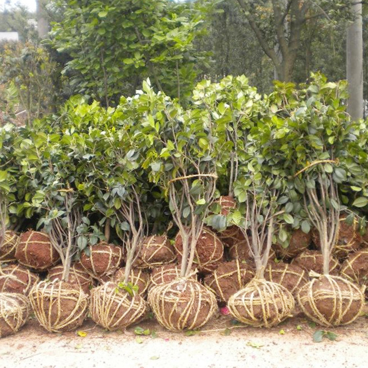 沉香桂桂花树苗嫁接苗丹桂朱砂桂桂花苗盆栽植物室花卉四季桂树苗