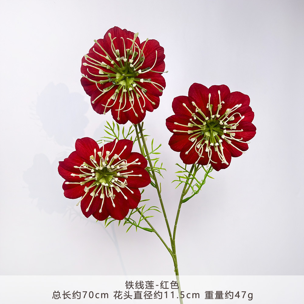 CC-铁线莲-红色