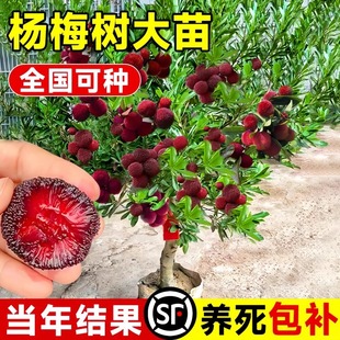 Zhejiang Xianju Dongkui Black Charcoal Bayberry Tree Large Saplings Bear Fruit in the Same Year with Soil Potted Fruit Tree Fruit Seedlings for Courtyard Planting