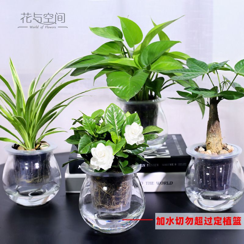 Green Luo Zongzi Fortune Tree Changchun Vine Bamboo indoor…