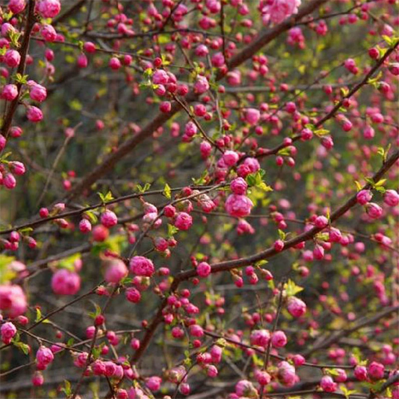 Оптовые двухлепестковые маленькие саженцы слив, морозостойкие и морозостойкие, садово-пейзажное наземное посадка, проект озеленения двора, саженцы слив.