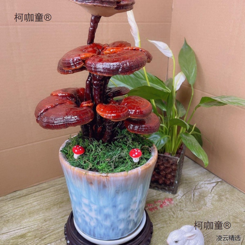 活灵芝盆栽真灵芝盆景观赏摆件可食用大灵芝菌包室内多肉绿麦太保-阿里巴巴