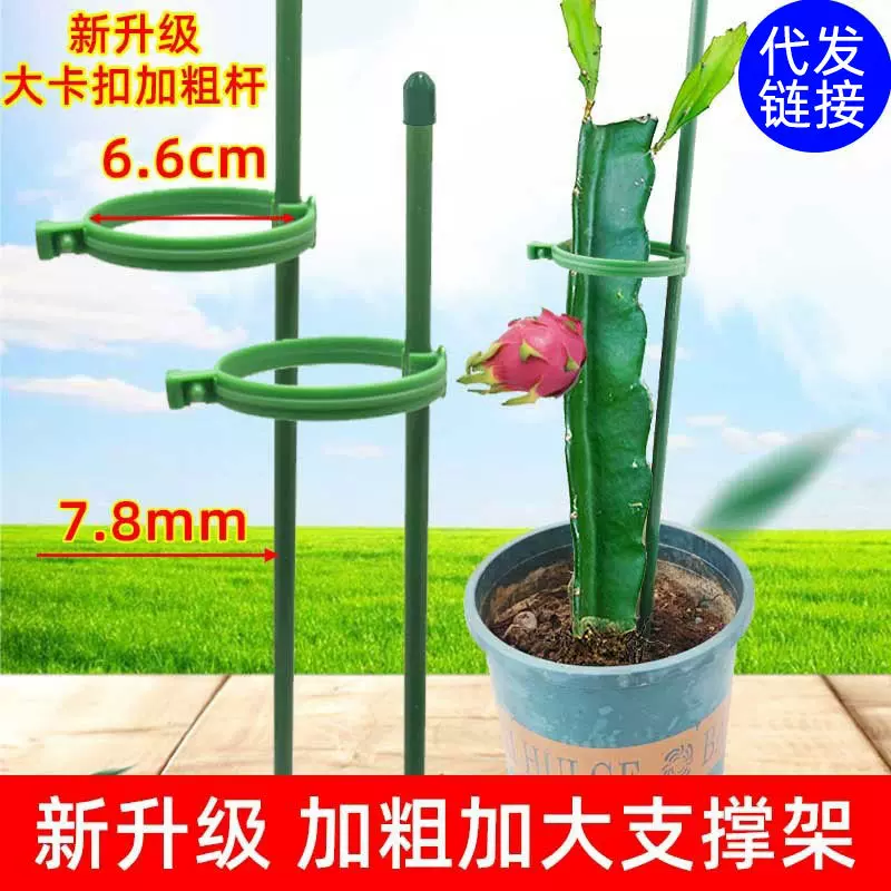 盆栽植物固定防倒伏护叶架月季花卉花枝扶持架多肉蝴蝶兰花支撑架