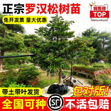 �_�h�ɘ����辰����С�~ȸ��ͥԺ�e���������F�G�����쾰����Ϙ�