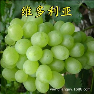 �S�������o�������ţ�����ј���������Ե������������ϱ����Nֲ