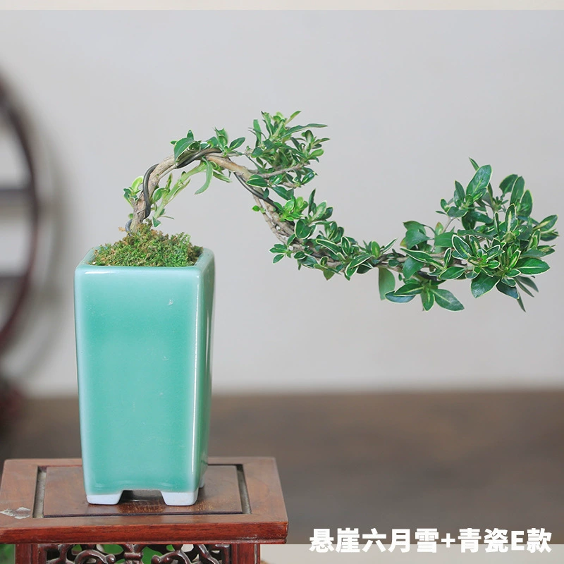 Пномпень Июнь Снег с камнем Бонсай Тиган Белый цветок Красный цветок Июнь Снежная скала Бонсай Мини-образный микро бонсай