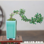 金边六月雪 附石盆景 提根白花红花六月雪悬崖盆栽迷你造型微盆景