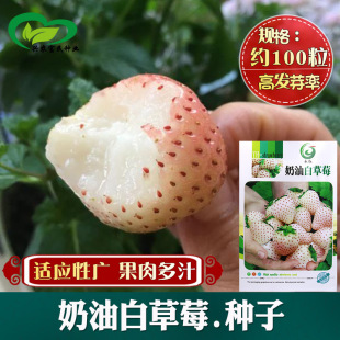 ���Ͱײ�ݮ�N�� �r��ˈ@���ԷNֲˮ���ײ�ݮ�ѹ����֭