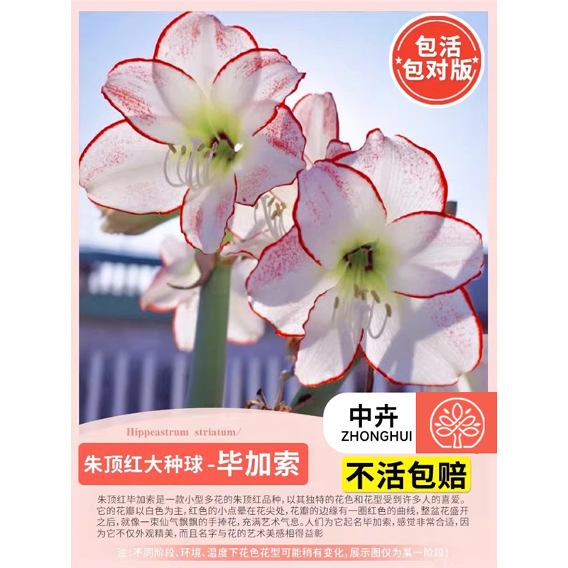 Amaryllis bulb picasso (large)