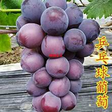 新品种藤稔葡萄特大乒乓球葡萄苗巨峰树苗当年结果南北方四季种植