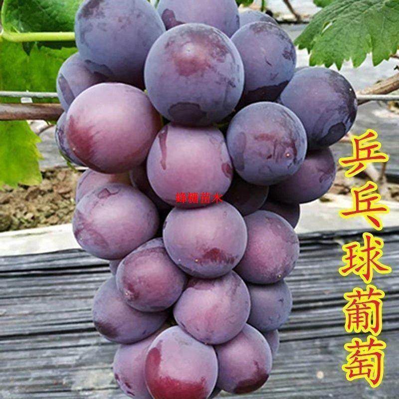 新品种藤稔葡萄特大乒乓球葡萄苗巨峰树苗当年结果南北方四季种植