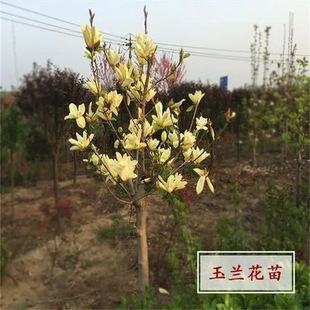 ͥԺֲ�������m�������Ϸ������Nֲ��ľ�t���m�����m���ͺ��G����