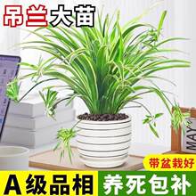 ��߅���m���Ի���ֲ���҃ȴ����̨���B�Gֲ�ļ�����ˮ�������՚�