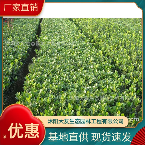 Черепаха Холли База Оптовая Самодельные Сорта Полная живописная местность Ландшафтная инженерия Озеленение Рассады