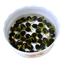 水生碗莲种子水培植物四季种易活藕室内盆栽绿植花卉睡莲荷花种子