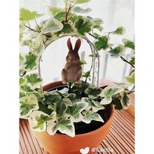 �M��ѩ���Ғ��L���پGֲ���ֲ���҃ȾGֲϡ��Ʒ�N�����̨�^�~
