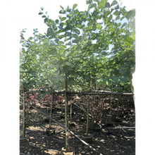 �V�|��������t�����G�����G��׻���ױ��b��m���G�@�ֆ�ľ