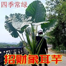 象耳芋霸王芋大野芋室外绿植大叶花卉绿植超大叶老桩落地清新空气