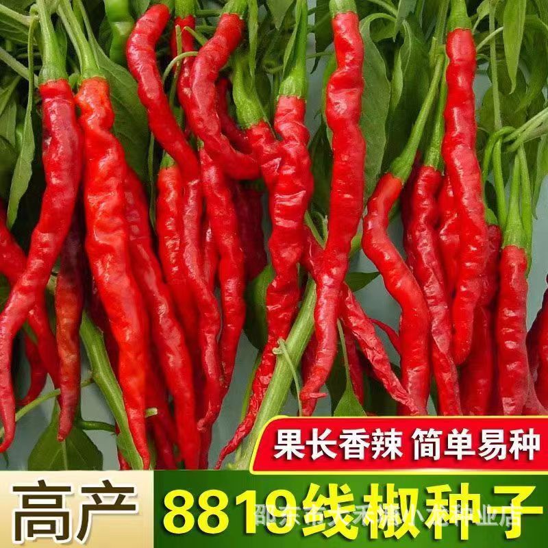 8819 Line Pepper Seeds Spicy Dried Pepper Ruffle Red Pepper Line Pepper Farm Field Vegetable Seeds