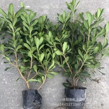 海桐大杯海桐小苗圆叶海桐苗30-40-50高 工程绿化 规格齐全海桐球
