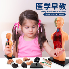 児童知育玩具啓蒙教育人体骨格stem臓器組立半身モデルクロスボーダー教具卸売り