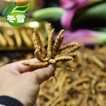 【冻干冬虫夏草】全国产地直批干虫草一件代发淘宝货源量大从优