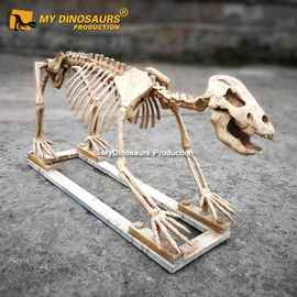 拼装化石洞穴熊骨架 博物馆展览骨骼室内装饰 龙晨时代专业批发