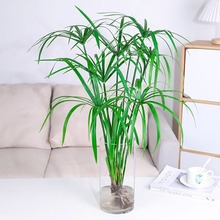 水培植物水竹风车草旱伞草鱼池塘造景净化水质小盆栽鱼缸龟缸绿植